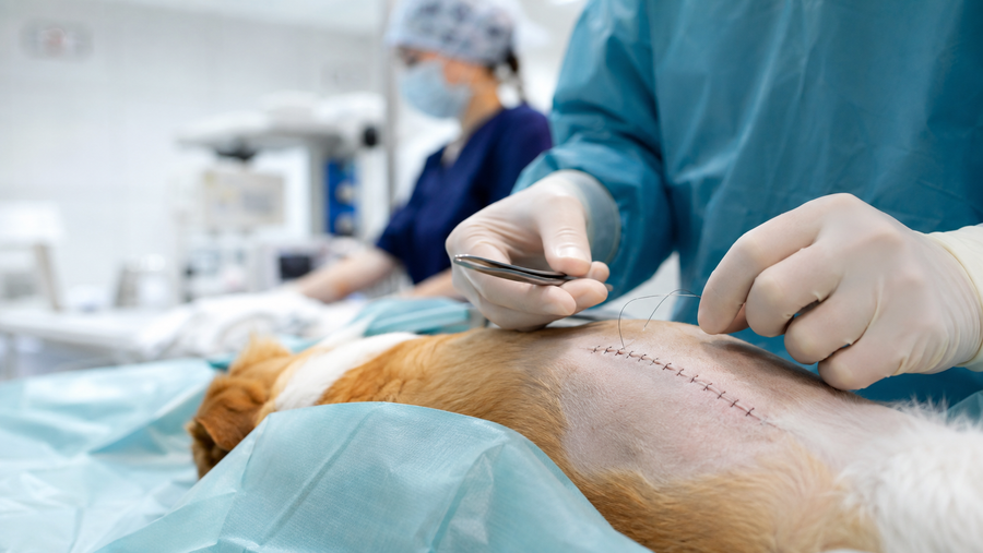 Case Studies: Success with Expert Suturing Techniques