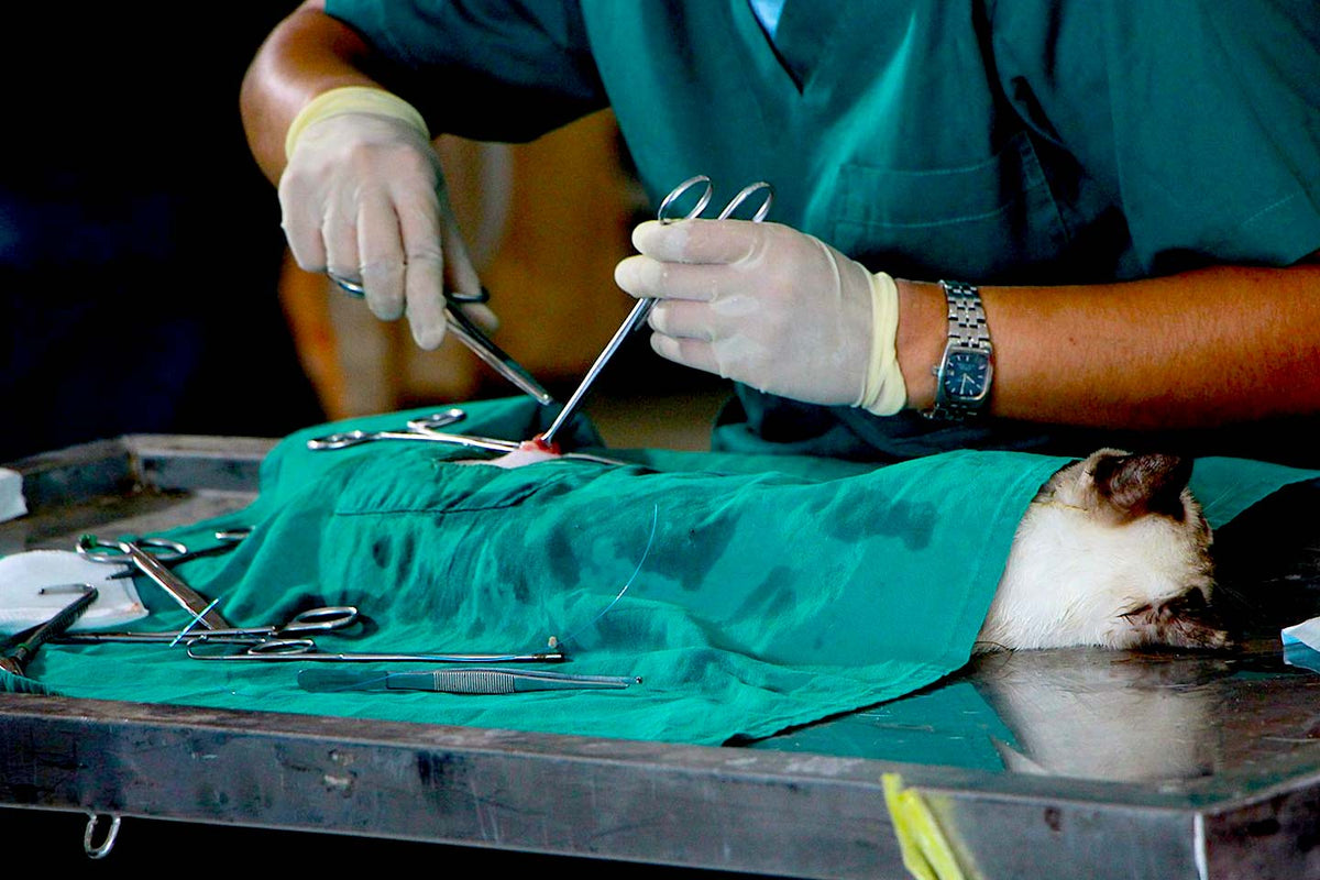 The Evolution of Suturing Techniques in Veterinary Medicine