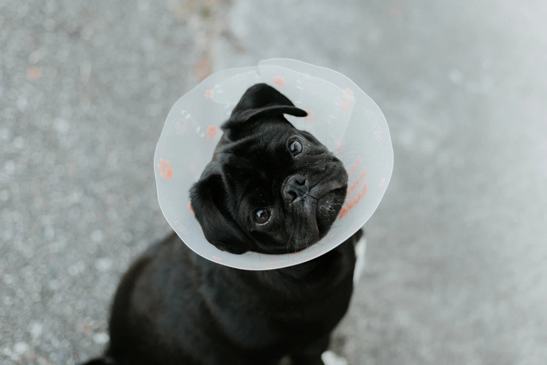 Expert Guide to Post-Operative Care Managing Sutures in Animals
