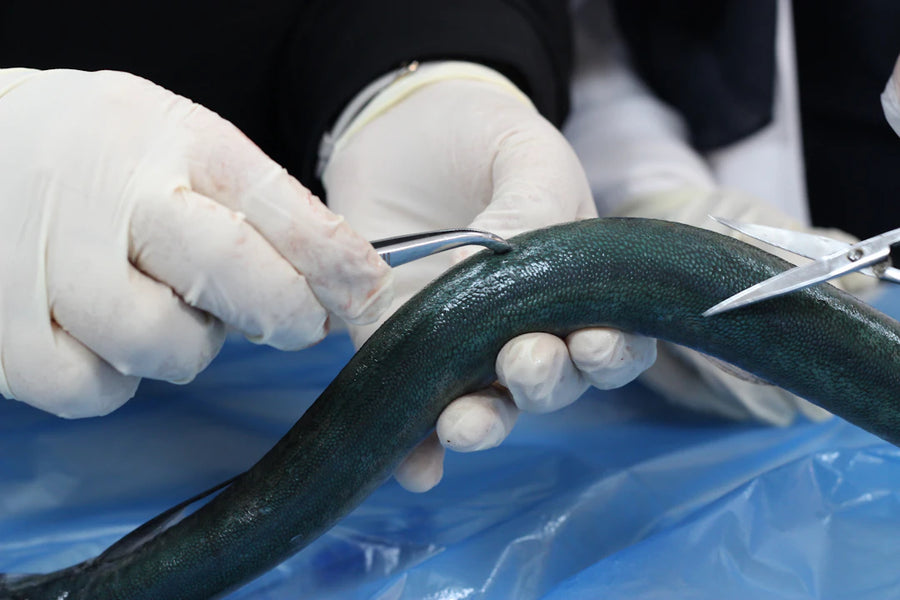 Suturing Techniques for Exotic Animals