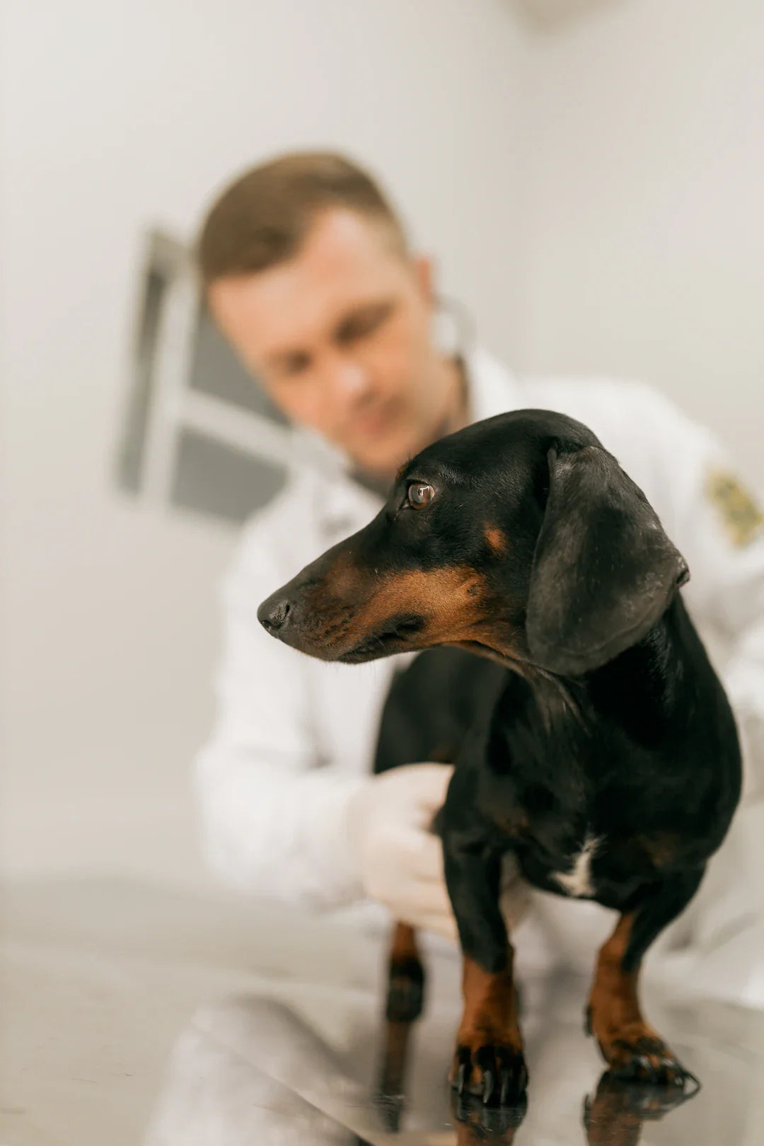 Post-Operative Care for Pets with Sutures