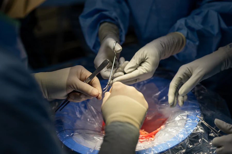 Minimally Invasive Veterinary Sutures for Surgical Precision