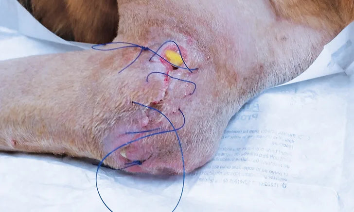 Challenges Veterinarians Face When Suturing