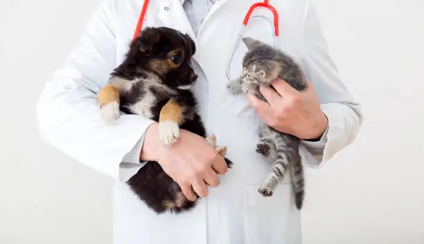 A fluffy black and tan puppy with soft fur is being held gently in a white lab coat.