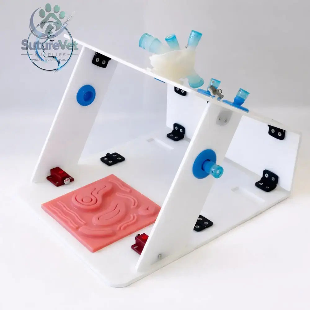 White plastic anatomical model display stand with blue and red components for laparoscopic trainer box training simulator