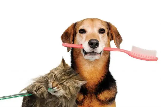 A pink toothbrush with white bristles held in a dog’s mouth.